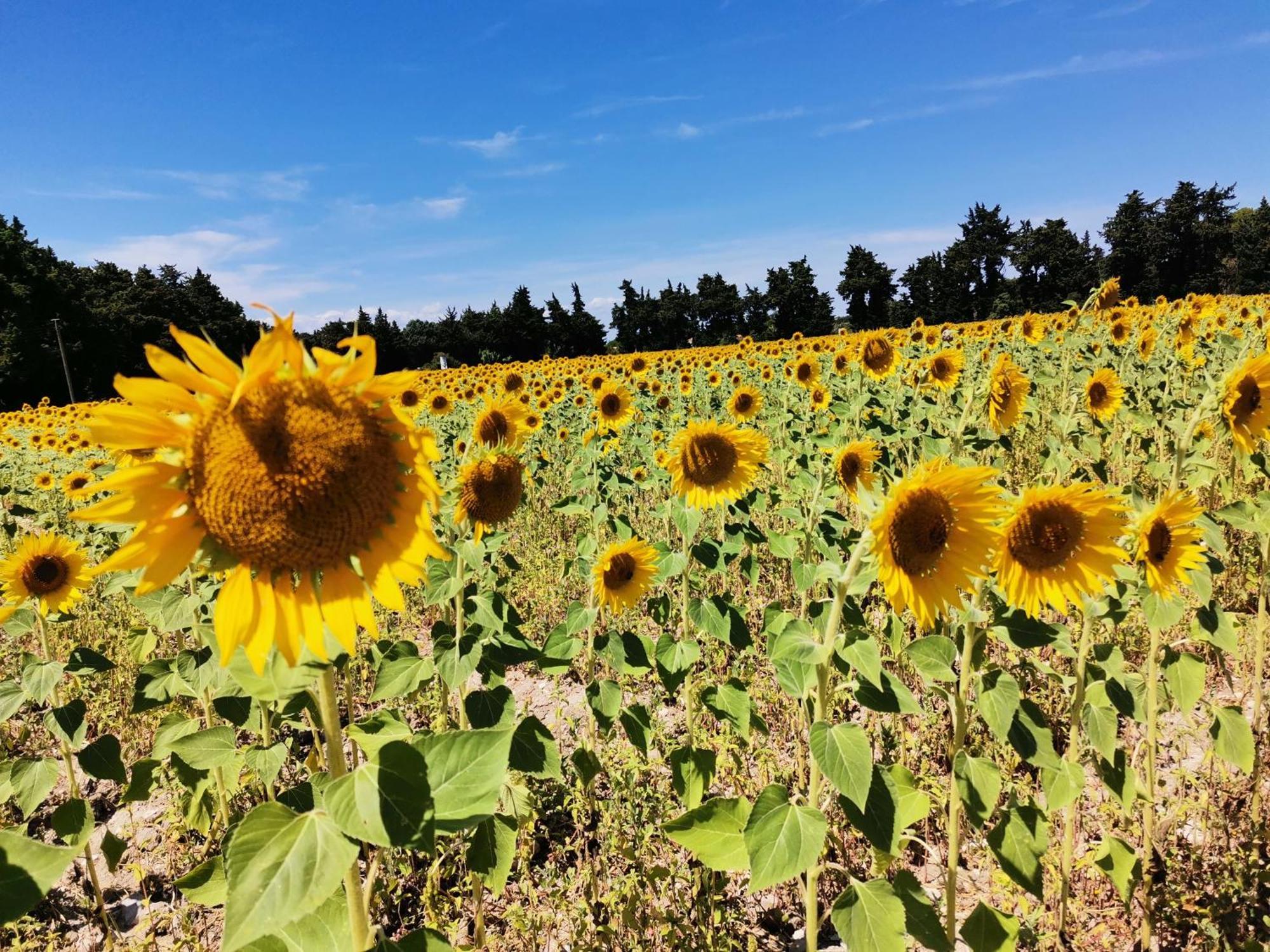 Gite En Provence Lavande Modene Εξωτερικό φωτογραφία